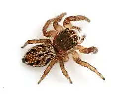 E. laetibunda