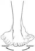 Example showing inversion and eversion of the foot