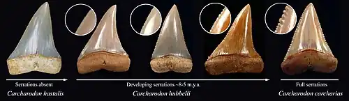 Rows of teeth with intermediate differences