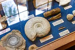 Display case containing various fossils on a blue background, including a large polished ammonite at the centre, fossilised wood, belemnite fragments, and museum interpretation labels.