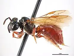 Exoneura bicincta