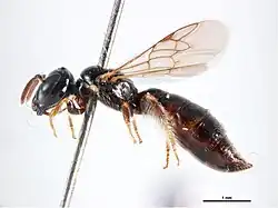 Exoneurella setosa, female