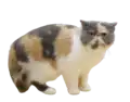 Exotic Shorthair