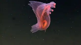 A Pelagothuriidae