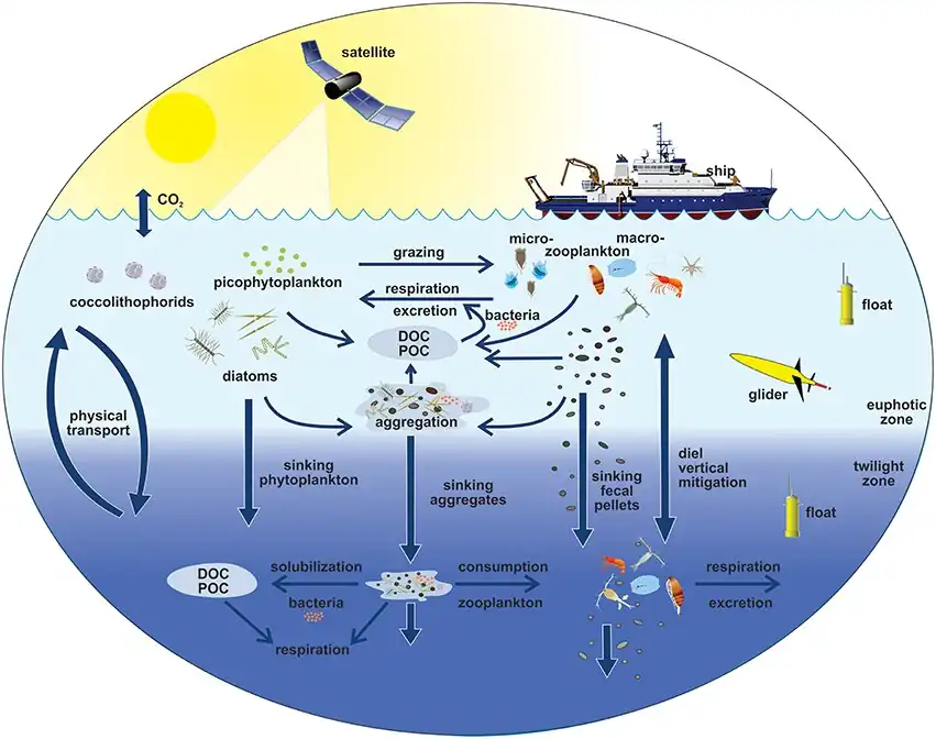 Pelagic food web and the biological pump. Links among the ocean's biological pump and pelagic food web and the ability to sample these components remotely from ships, satellites, and autonomous vehicles. Light blue waters are the euphotic zone, while the darker blue waters represent the twilight zone.[82]
