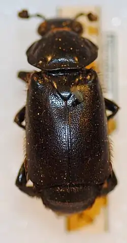 Nicrophorus morio is a burying beetle