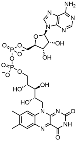 FAD, a dinucleotide enzymatic cofactor in which one of the ribose sugars adopts a linear configuration rather than a ring.