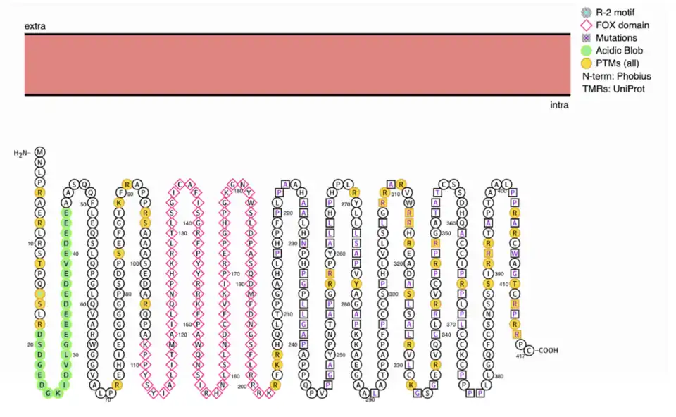 FOXD4L6 Protein Schematic: PTMs, variants, motifs