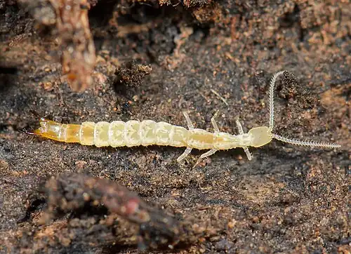 Japygidae
