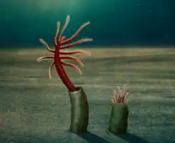 Reconstruction of Facivermis, an unusual lobopodian with limbless posterior region that lived like a tube worm