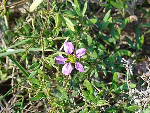 Fagonia cretica, syn. Zygophyllum creticum, Cartagena, Spain