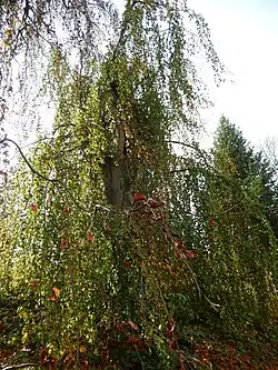 A weeping beech in the village