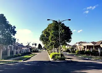An avenue of trees in the Hamilton Grove Estate