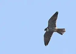 Flying bird of prey with streaked underparts and black markings on head and face