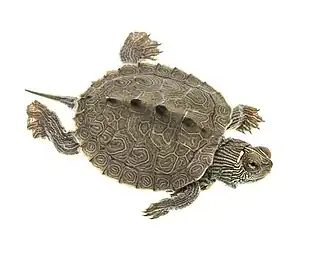 Juvenile