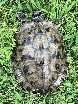 Dorsal view, showing bright "L" above eyes