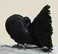 Fantail Black