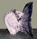 Fantail Blue Grizzle