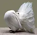 Fantail White