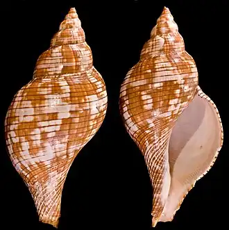 Fasciolaria tulipaProfils