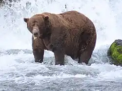 A photograph of a fat bear in a river.