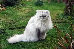 Black silver tipped ("chinchilla") Persian.
