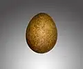 Falco rusticolus egg