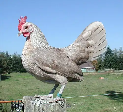 A fawn silver hen