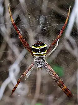 A. aetheroides