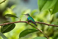 Female Crowned Woodnymph in Ecuador