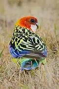 The eastern rosella may be easily recognised by its distinctive back plumage.