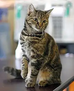 Black mackerel tabby female