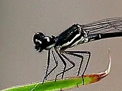 Face of female