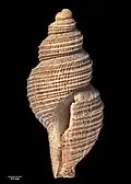 Reverse view of holotype