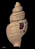 Different view of holotype