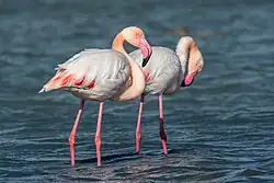 Greater flamingos, Torre Colimena, Taranto