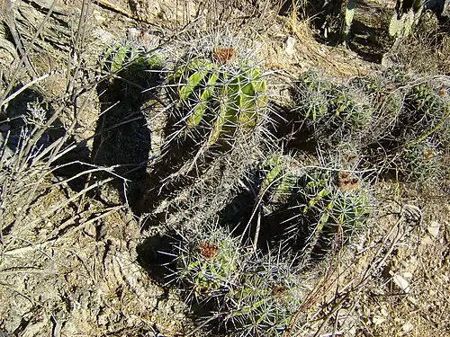 Plant in Zapotitlan De Las Salinas, Puebla