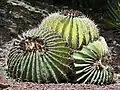 Adult plant in Jardín Botánico La Concepción