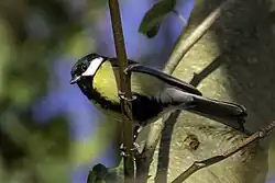 Great tit, Marín, Galicia