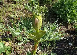 Colour photograph of the apex of a stem with a developing inflorescence protected by leaf sheaths.