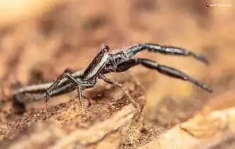 male
