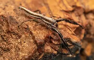 male