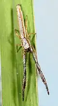 male F. leroyae