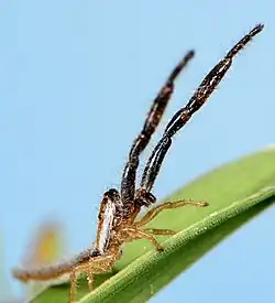male F. leroyae