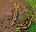 Orange morph