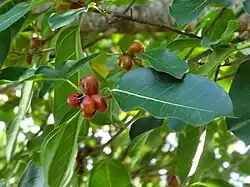 Numerous green leaves with a cluster of small reddish-brown, egg-shaped fruit