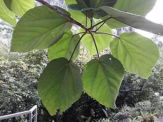Ficus auriculata leaves[32]