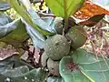 The fruit is a green fig.