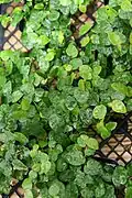 'Minima' variety with smaller, crinkly leaves