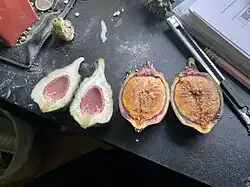 Ficus pumila male and female Syconia